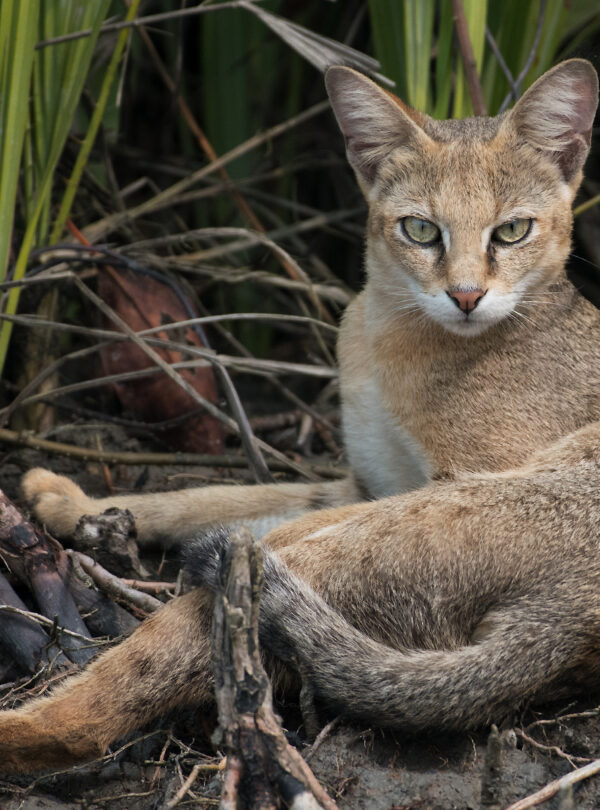 Jungle Cat .jpg