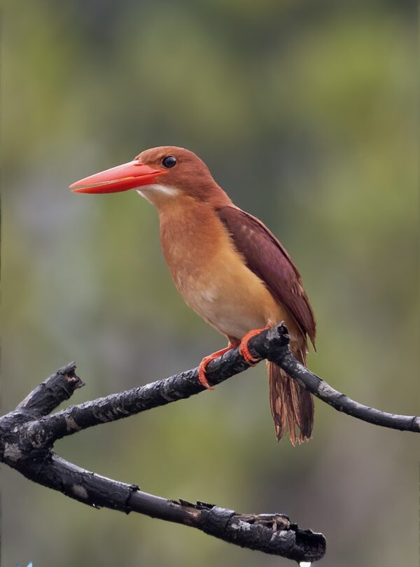 Ruddy Kingfisher